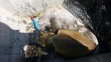 貸しボートエギング