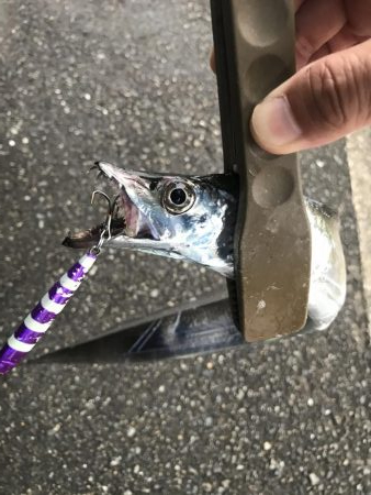 朝マズメの太刀魚釣り