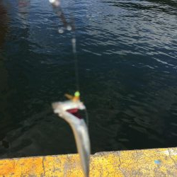 ファミリーフィッシング2