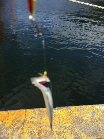 ファミリーフィッシング2