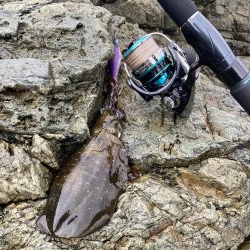 雨と風の中エギング