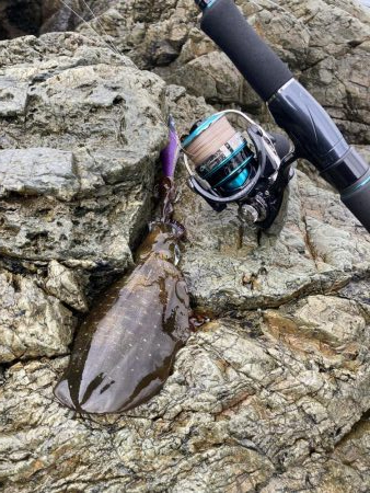 雨と風の中エギング