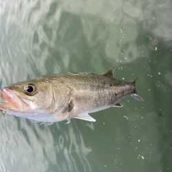 秋のデイゲーム