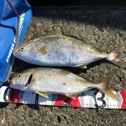 今日は、シオの日