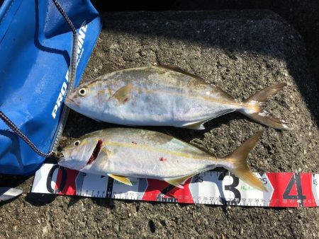 今日は、シオの日