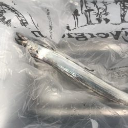 朝マズメの太刀魚釣り