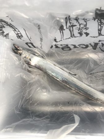 朝マズメの太刀魚釣り