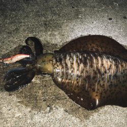 新子調査のはずが…