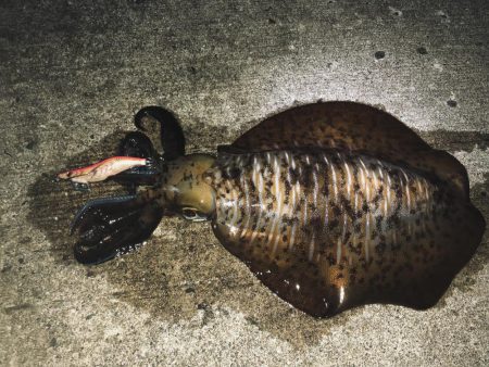 新子調査のはずが…