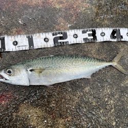 和田坊でサワラ