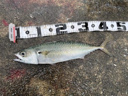 和田坊でサワラ