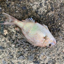 ファミリーフィッシング