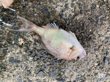 ファミリーフィッシング