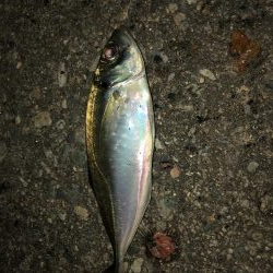 今期初アオリイカ