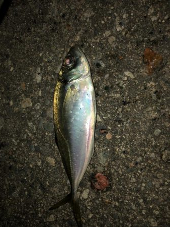 今期初アオリイカ