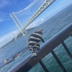 太刀魚さん、、