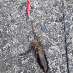 イカの気持ち２