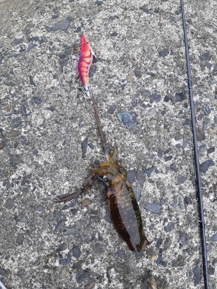 イカの気持ち２