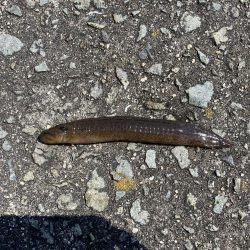 旧波止場で穴釣り！