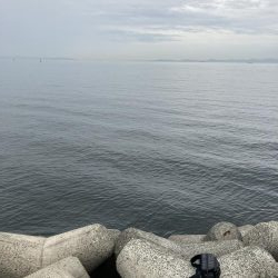 貝塚人工島 ツバス