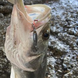 シーバス、チヌ