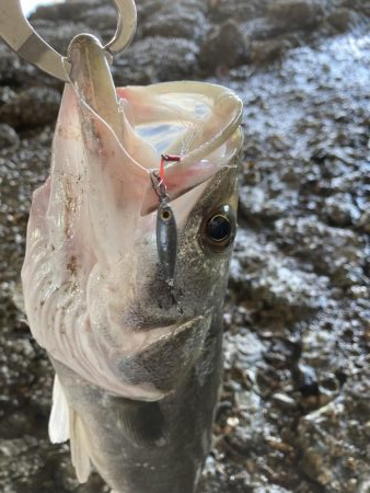 シーバス、チヌ