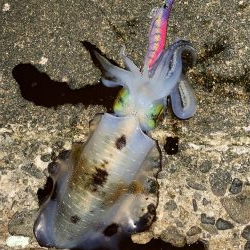 アオリイカ　自身、今季最大サイズ
