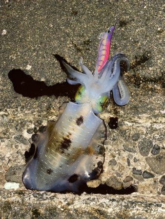 アオリイカ　自身、今季最大サイズ