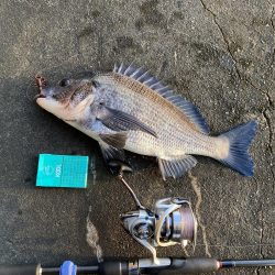 久しぶりの釣行