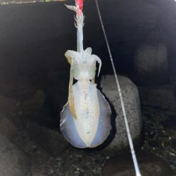 今日、風吹く予報?