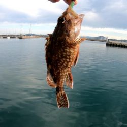 塩津漁港での釣行!