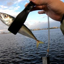 アジングでサバ大漁！