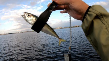 アジングでサバ大漁！
