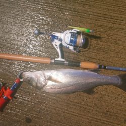 シーバス45cm  風が強い中なんとか1本