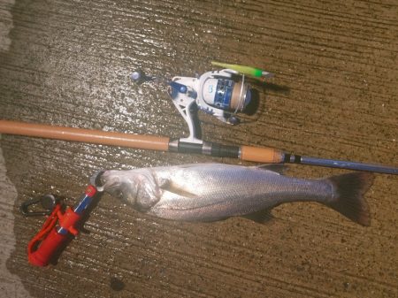 シーバス45cm  風が強い中なんとか1本