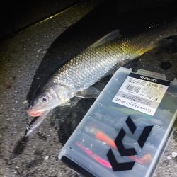 ニゴイをなんとか上げました