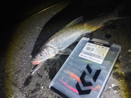 ニゴイをなんとか上げました