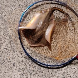 残念アカエイでした　