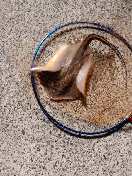 残念アカエイでした　