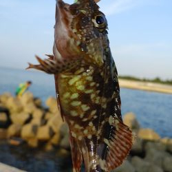 ガシリング エギング