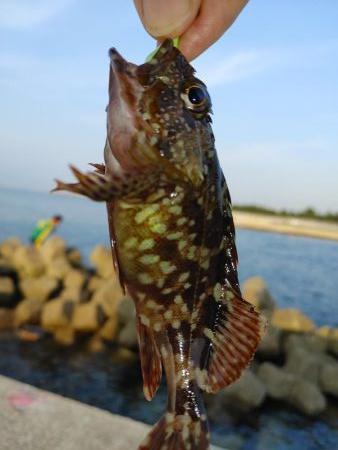 ガシリング　エギング