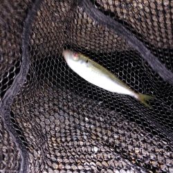 アジング　ワインド　