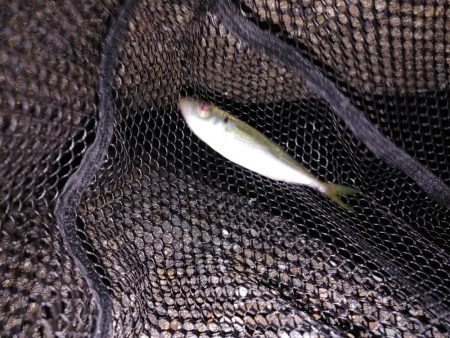 アジング　ワインド　