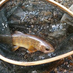 シーズン最後にイワナ