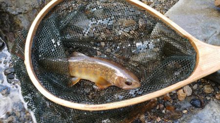 シーズン最後にイワナ