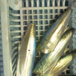 シロイカシーズン終了の予感