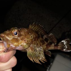 エギング後テキサス