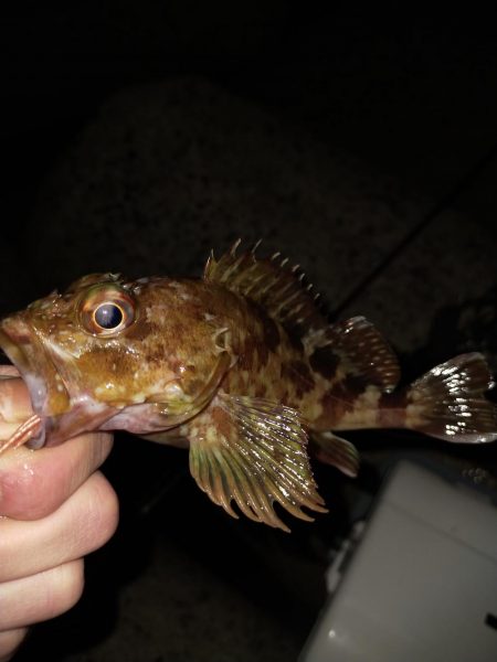 エギング後テキサス