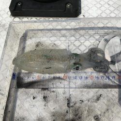 ボートエギング