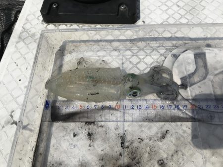 ボートエギング